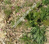 Lychnis viscaria L. (Viscaria vulgaris Bernh., Steris viscaria (L.) Rafin.)