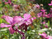 Lunaria annua L. (Lunaria biennis)