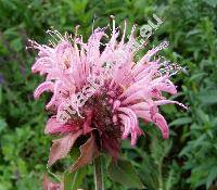 Monarda x hybrida 'Croftway Pink' (Monarda didyma x Monarda fistulosa)