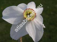 Narcissus poeticus L. (Narcissus poticus L.)