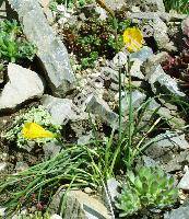 Narcissus bulbocodium L. (Corbularia bulbocodium (L.) Haw., Narcissus turgidus Salisb.)