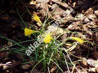 Narcissus bulbocodium L. (Corbularia bulbocodium (L.) Haw., Narcissus bulbicodium)
