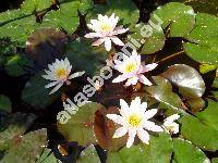 Nymphaea odorata (Nymphaea odorata var. rosea)