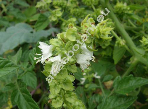 Ocimum basilicum L. (Ocimum minimum L.)