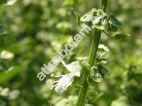 Ocimum basilicum L. (Ocimum minimum L.)