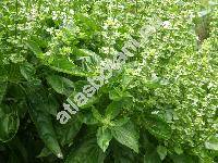 Ocimum basilicum L. (Ocimum minimum L.)