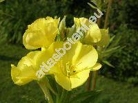 Oenothera biennis L.