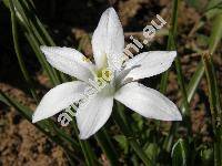 Ornithogalum umbellatum L.