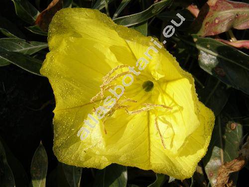 Oenothera missouriensis (Oenothera missouriensis Sims)