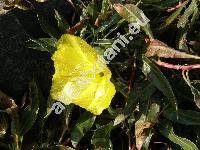 Oenothera missouriensis (Oenothera missouriensis Sims)