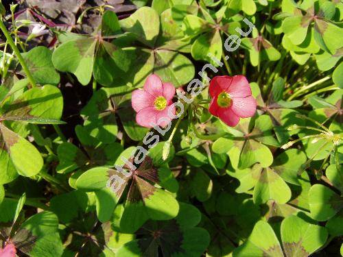 Oxalis deppei Lodd. (Oxalis esculenta Otto et Dietr., Oxalis tetraphylla Cav.)