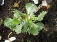 Primula minima L. (Kablikia truncata, Kablikia minima)