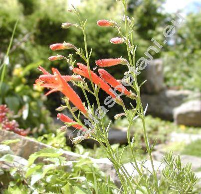 Penstemon pinifolius Greene