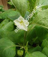 Physalis alkekengi L. (Physalis officinarum Moench)