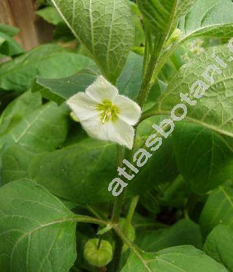 Physalis alkekengi L. (Physalis officinarum Moench)