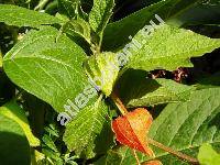 Physalis alkekengi L. (Physalis officinarum Moench)