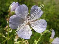 Geranium pratense L.