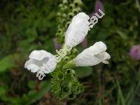 Physostegia virginiana 'Summer Snow' (Dracocephalum virginianum L., Physostegia virginiana (L.) Benth.)