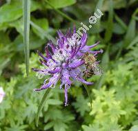 Phyteuma orbiculare L. (Phyteuma scheuchzeri, Phyteuma charmelii)