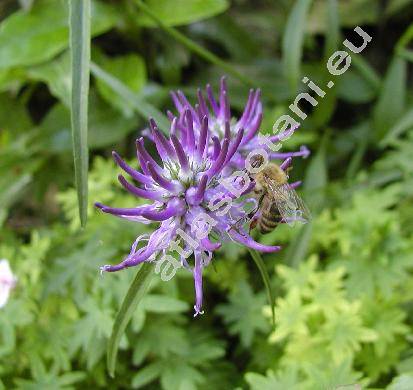 Phyteuma orbiculare L. (Phyteuma scheuchzeri, Phyteuma charmelii)