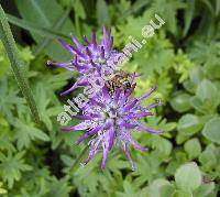 Phyteuma orbiculare L. (Phyteuma scheuchzeri, Phyteuma charmelii)