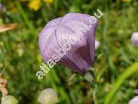 Platycodon grandiflorum (Jacq.) A. DC. (Wahlenbergia grandiflora Schrad., Campanula grandiflora Jacq.)