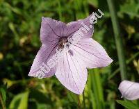 Platycodon grandiflorum (Jacq.) A. DC. (Wahlenbergia grandiflora Schrad., Campanula grandiflora Jacq.)