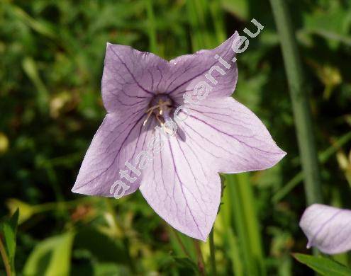 Platycodon grandiflorum (Jacq.) A. DC. (Wahlenbergia grandiflora Schrad., Campanula grandiflora Jacq.)