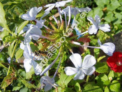 Plumbago auriculata Lam. (Plumbago capensis Thunb.)