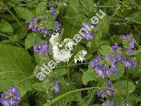 Polemonium caeruleum L.