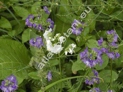 Polemonium caeruleum L.