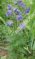 Polemonium caeruleum L.