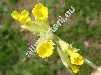 Primula veris L. [Primula officinalis (L.) Hill]