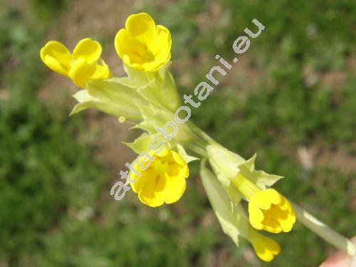 Primula veris L. (Primula officinalis (L.) Hill)