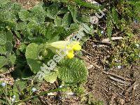 Primula veris L. (Primula officinalis (L.) Hill)