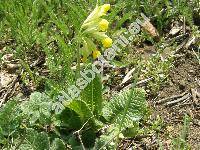 Primula veris L. (Primula officinalis (L.) Hill)