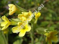 Primula elatior (L.) Hill (Primula montana)