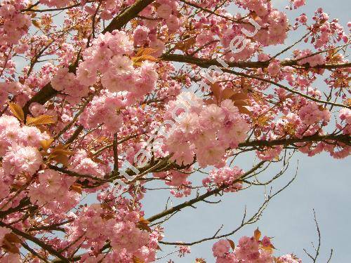 Prunus serrulata Lindl. (Padus serrulata (Lindl.) Sokolov, Cerasus serrulata (Lindl.) Loud.)