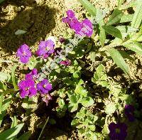 Aubrieta deltoides (Aubrieta deltoides (L.) DC., Aubrieta deltoidea)