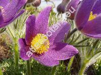 Pulsatilla grandis (Pulsatilla grandis Wend., Anemone grandis (Wend.) Kern.)