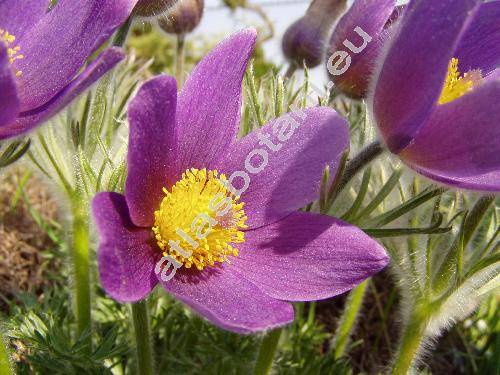 Pulsatilla grandis (Pulsatilla grandis Wend., Anemone grandis (Wend.) Kern.)