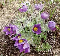 Pulsatilla grandis (Pulsatilla grandis Wend., Anemone grandis (Wend.) Kern.)