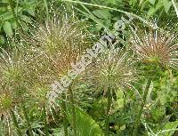 Pulsatilla grandis (Pulsatilla grandis Wend., Anemone grandis (Wend.) Kern.)