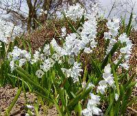 Puschkinia scilloides Adams (Puschkinia libanotica (Zucc.) Boiss., Scilla)