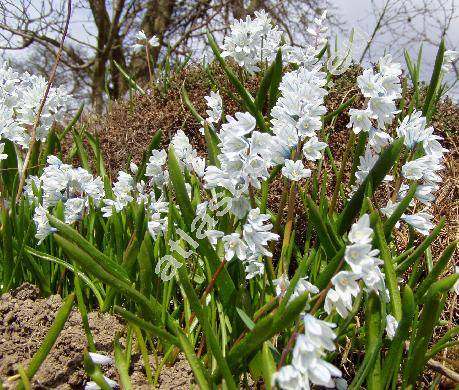 Puschkinia scilloides Adams (Puschkinia libanotica (Zucc.) Boiss., Scilla)