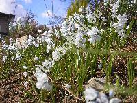 Puschkinia scilloides Adams (Puschkinia libanotica (Zucc.) Boiss., Scilla)