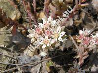 Sedum hispanicum L. (Sedum glaucum Waldst. et Kit.)