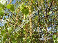 Betula pendula Roth. (Betula verrucosa Ehrh., Betula alba auct.)