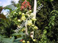 Ricinus communis L.