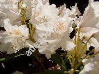 Rhododendron 'Cunningham's White'